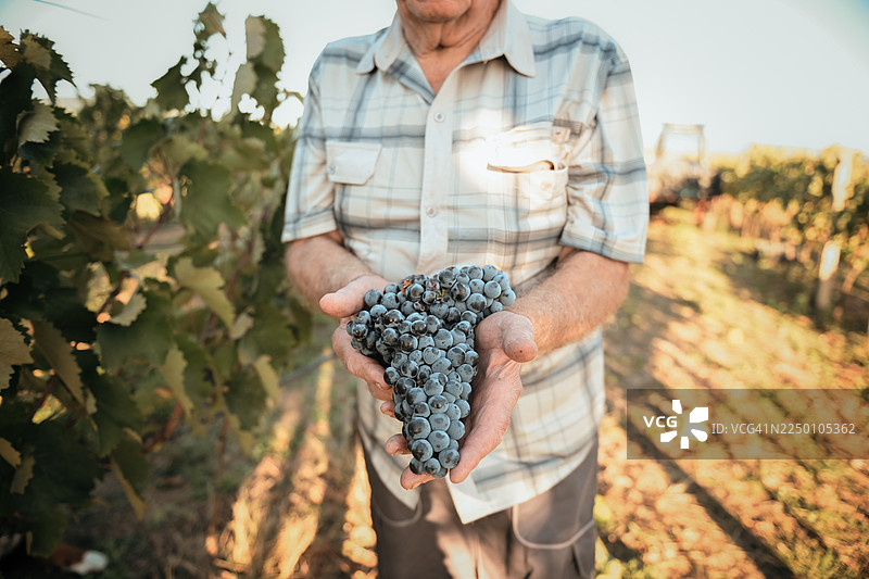 老人手捧一串新鲜的葡萄图片素材