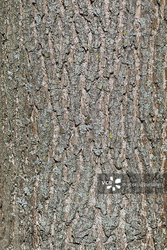 松树棕色树皮纹理图片素材