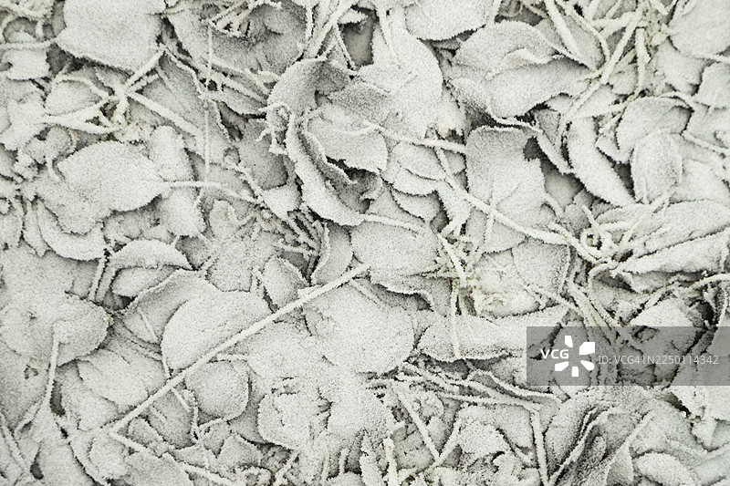 布满白霜的树叶和草地。抽象的花卉背景，花园和冬季概念。霜的纹理，特写，俯视，顶视图图片素材