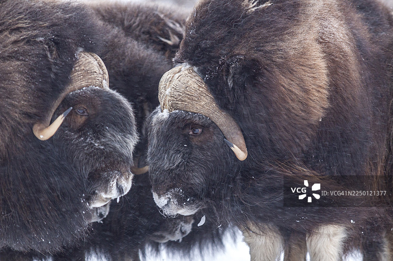 两只麝牛（Ovibos moschatus）在暴风雪中相对而视，肖像，阿拉斯加北坡图片素材