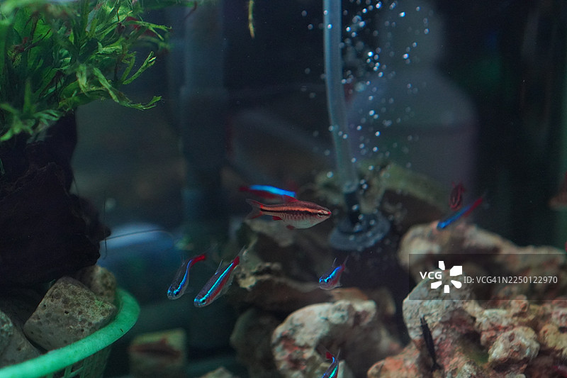 蝴蝶鱼科 Heniochus spp.图片素材