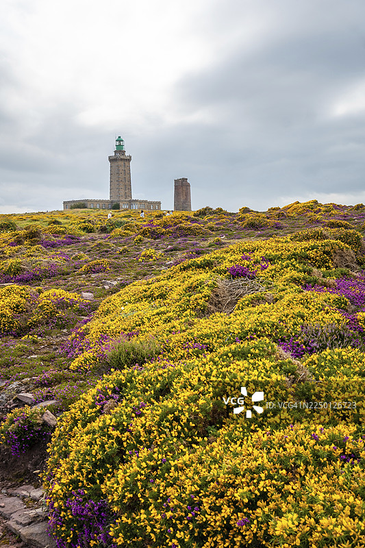 法国科特迪沃省法罗角灯塔，夏季盛开的黄粉色花朵，位于法罗角尖端图片素材