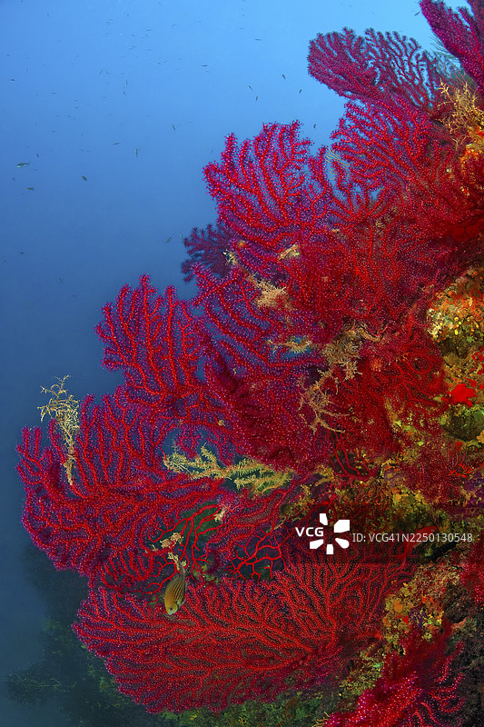 张开触手的扇形珊瑚、角珊瑚、红扇海扇（Paramuricea clavata），背景为蓝色海水、地中海海水。图片素材