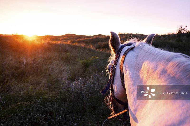 荷兰特塞尔灵沙丘上的白马与日落图片素材