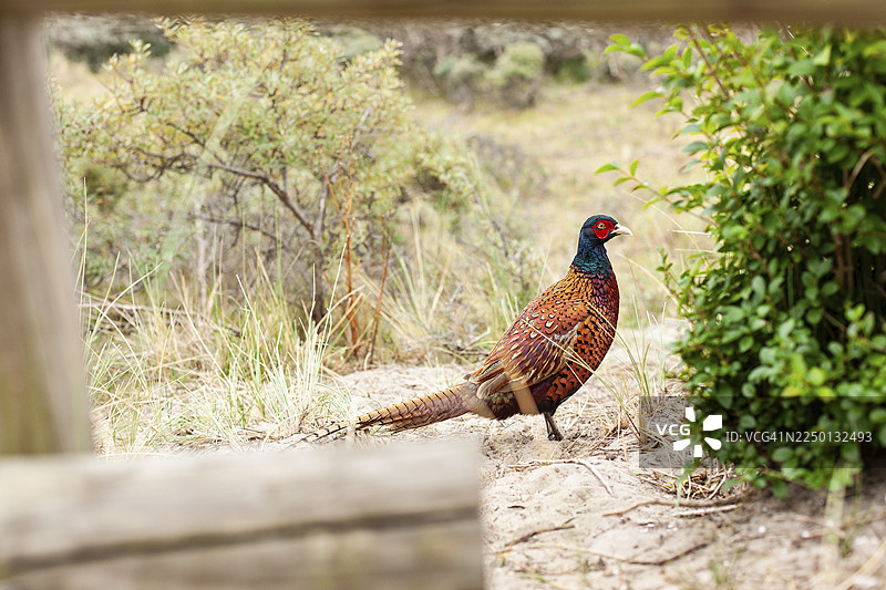 荷兰特塞尔林岛沙丘中的野鸡图片素材