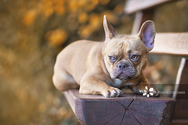 一只红色的幼年法国斗牛犬躺在长椅上，周围是秋季橙色的森林。图片素材