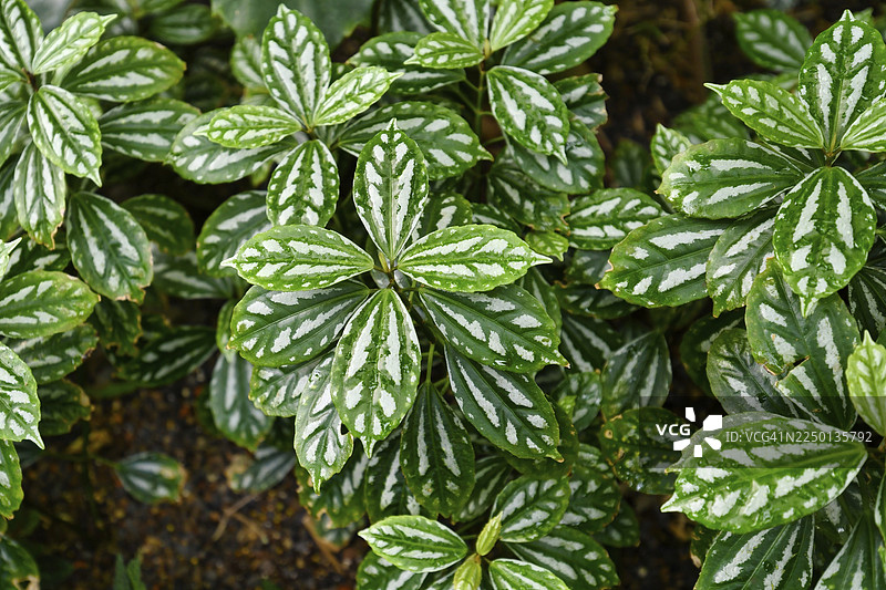 （Pilea）Cadierei'，一种热带植物，也称为'铝叶'或'西瓜堆肥'，叶子美丽呈椭圆形，每片叶子上都有凸起的银色斑块图片素材