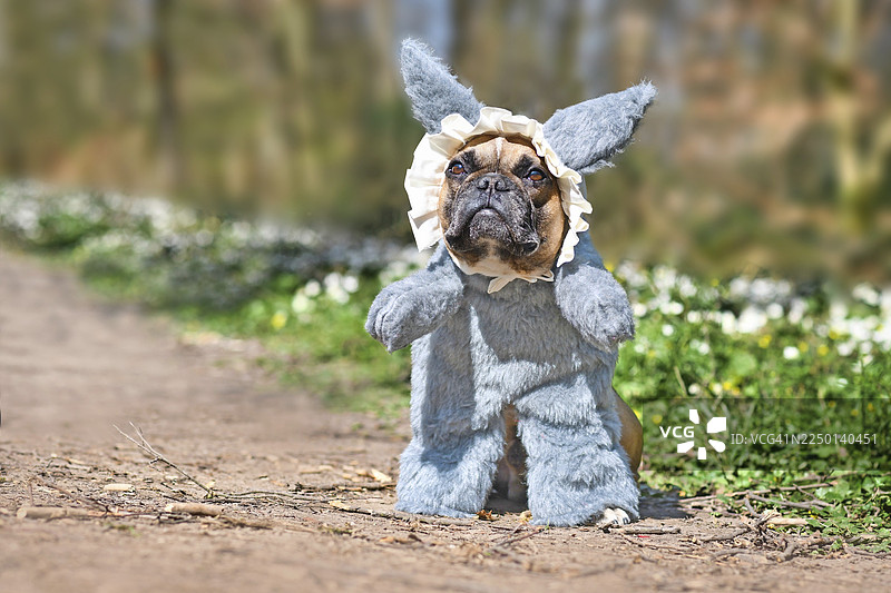 一只穿着小红帽故事里大灰狼服装的法国斗牛犬，穿着毛茸茸的全身服装，带有假肢和睡帽，站在森林里。图片素材