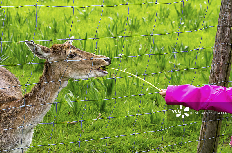 一个孩子的や手透过铁丝网递给一只母红鹿蒲公英图片素材