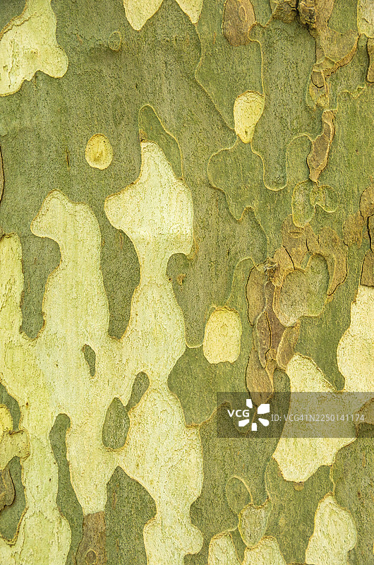 梧桐树皮的纹理、图案和结构示例图片素材