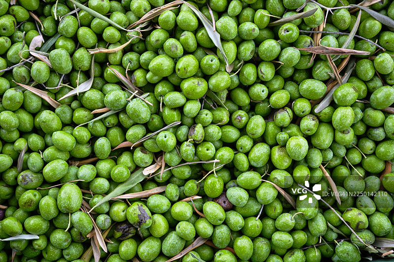 希腊，色萨利，皮立昂半岛，采摘橄榄以榨油图片素材