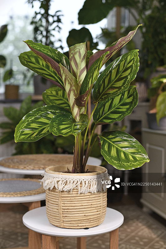 摆放在桌子上的天然编织花盆中的热带‘火焰星’孔雀竹芋室内植物，叶片有美丽的条纹图案图片素材