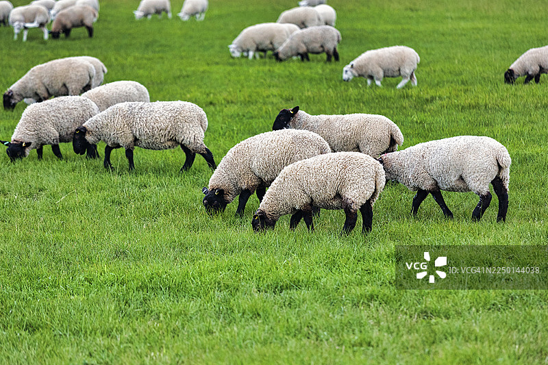 英国萨福克家畜绵羊（Ovis gmelini aries）在草地上吃草图片素材