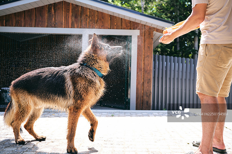 一只德国牧羊犬在后院甩掉身上的水珠图片素材