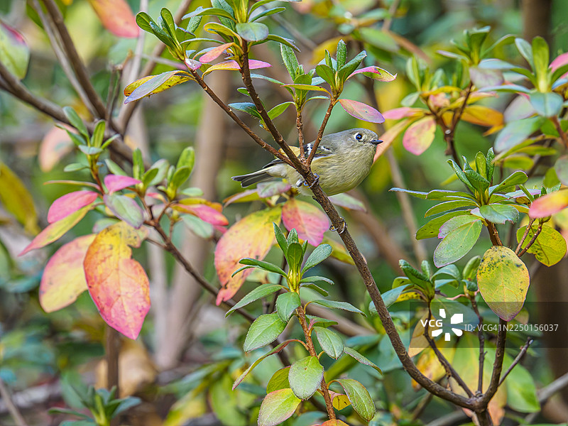 红冠金冠雀图片素材