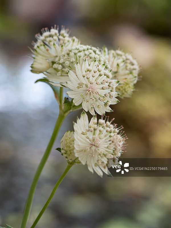 Astrantia major（大星芹）在柔和的自然光下白色花序。娇嫩的星形花朵特写，花园多年生花卉微距。图片素材
