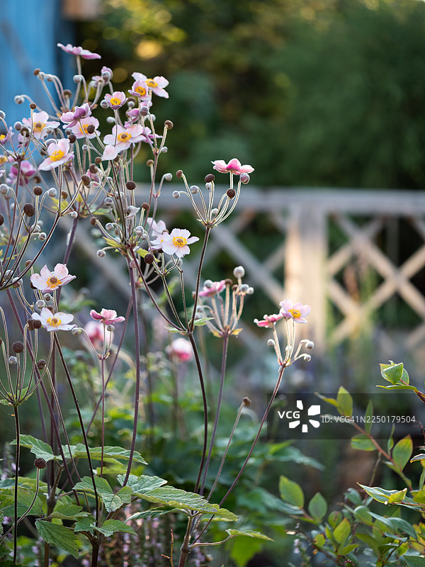 秋牡丹（Anemone hupehensis）粉色晚夏花朵，生长在细长的茎上，沐浴在柔和的傍晚花园光线下，精致的花朵和圆润的花蕾，自然风格的种植图片素材
