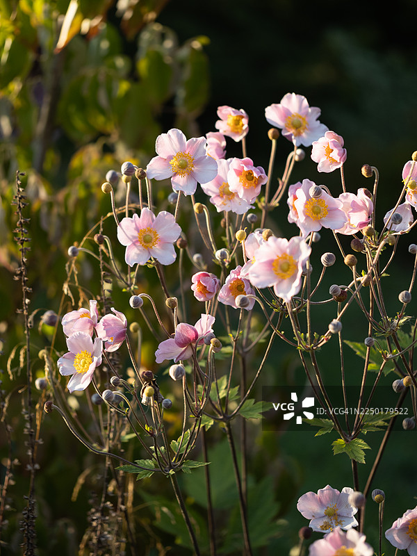 秋海棠（日本海棠）粉色花朵在温暖的晚间光线下绽放，高而弯曲的茎上开着柔和的粉彩色花朵，在夏末的花园中摇曳生姿。图片素材