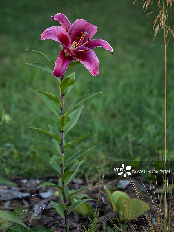 孤立的百合花，在单一高茎上绽放鲜艳的粉色花朵，背景为绿色的自然景物图片素材