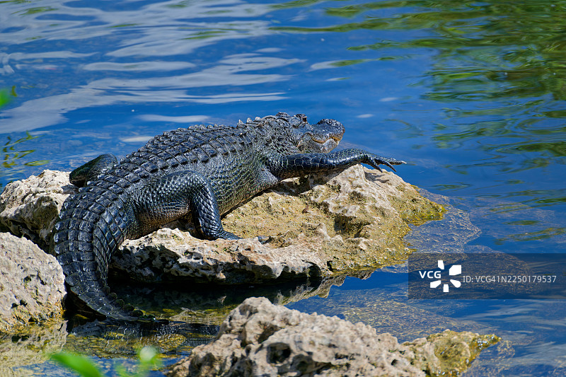 让大松树国家保护区的大自然来宠爱我图片素材