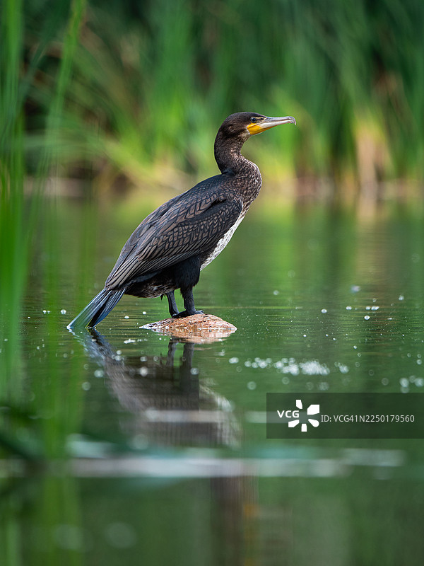 一只大鸬鹚 Phalacrocorax carbo 站立在平静的绿色水面上的小岩石上，展示着深色的羽毛、钩状喙以及鸟周围的反射水面，背景是模糊的芦苇。图片素材