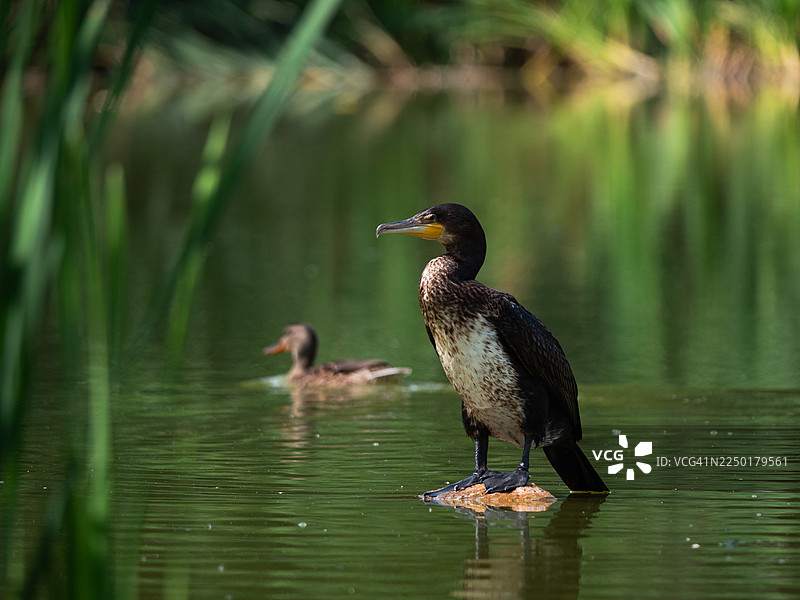 一只大鸬鹚Phalacrocorax carbo站在平静的绿色水面上的小岩石上，展示着深色的羽毛和浅色的胸部，背景中有一只模糊的鸭子在游泳，芦苇则构成了画面的框架。图片素材