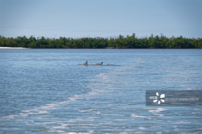 船只留下的尾迹正在消散，但我能听到附近水域中海豚的低语声图片素材