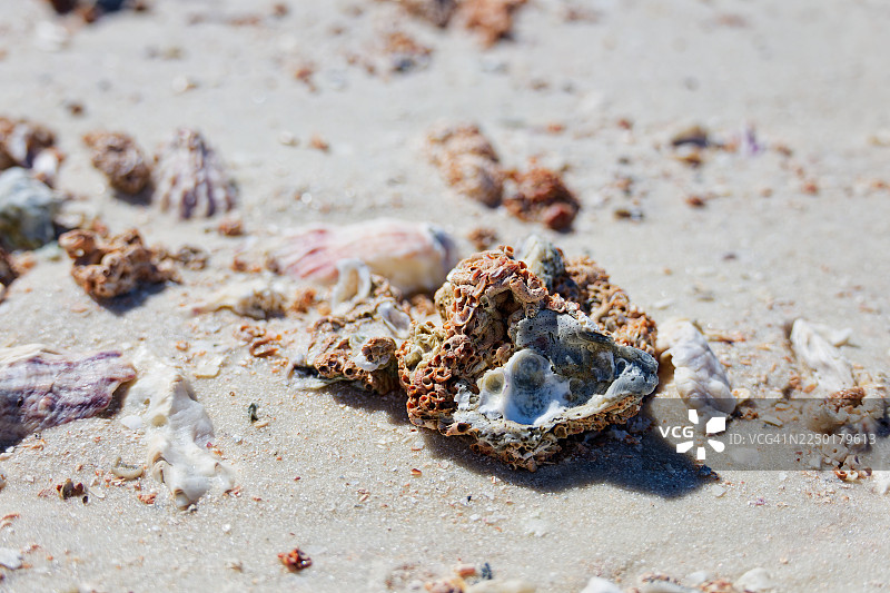 我把海螺留在了岸边，只带走了照片图片素材