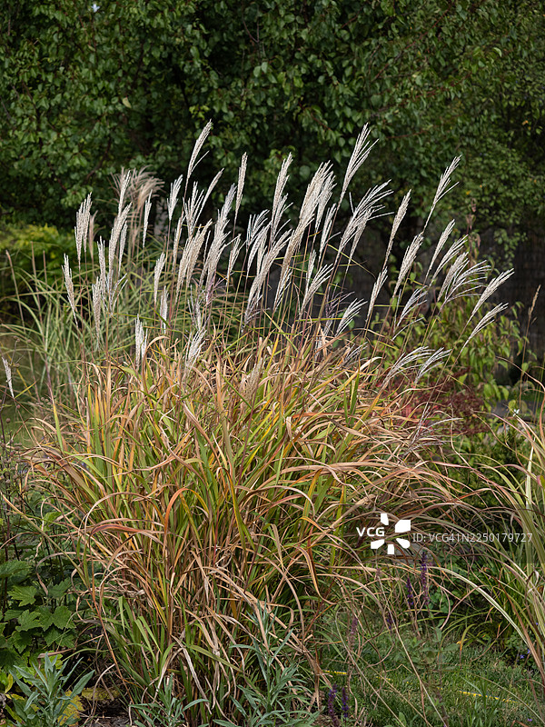 初秋时节，近观‘芭蕾女伶’芒（Miscanthus sinensis 'Ballerina'），展现了高耸如羽毛般的穗状花序，以及带有暖金色调的拱形斑叶，置身于自然风格的花园环境中。图片素材