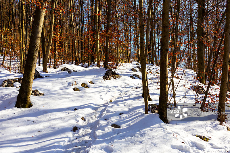 冬日森林中雪覆盖的步道图片素材