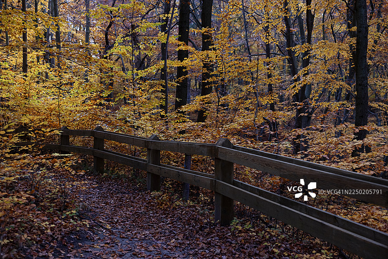波兰格丁尼亚Kępa Redłowska自然保护区的秋季树木。图片素材