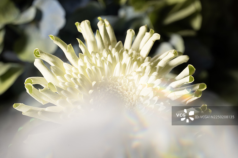 带有彩虹轨迹的时尚自然背景下，美丽娇嫩的白色花蕾和阴影。抽象的春夏自然白色米色绿色背景，适用于美容产品、心理健康、邀请函、贺卡。图片素材