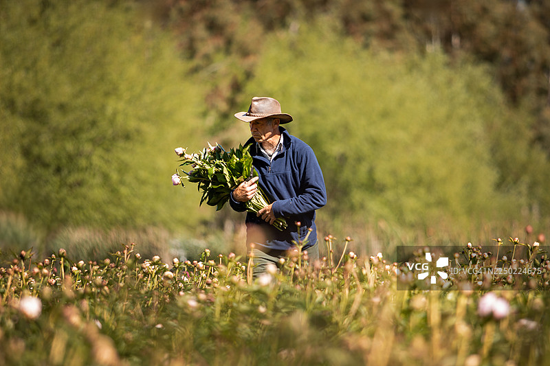 一位成熟的男士正在牡丹田里收获图片素材