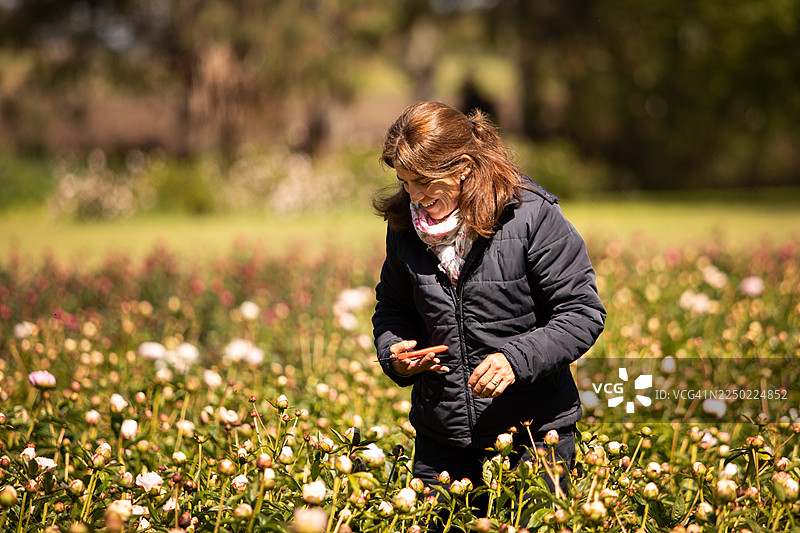 女农民在牡丹种植园里采摘图片素材