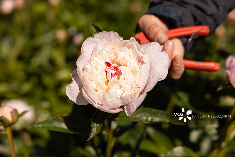 女农民在牡丹种植园里采摘图片素材