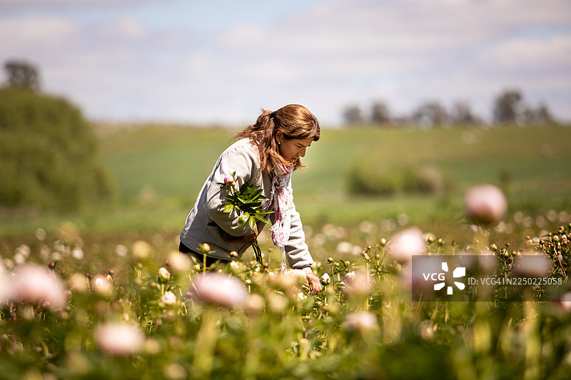 女农民在牡丹种植园里采摘图片素材