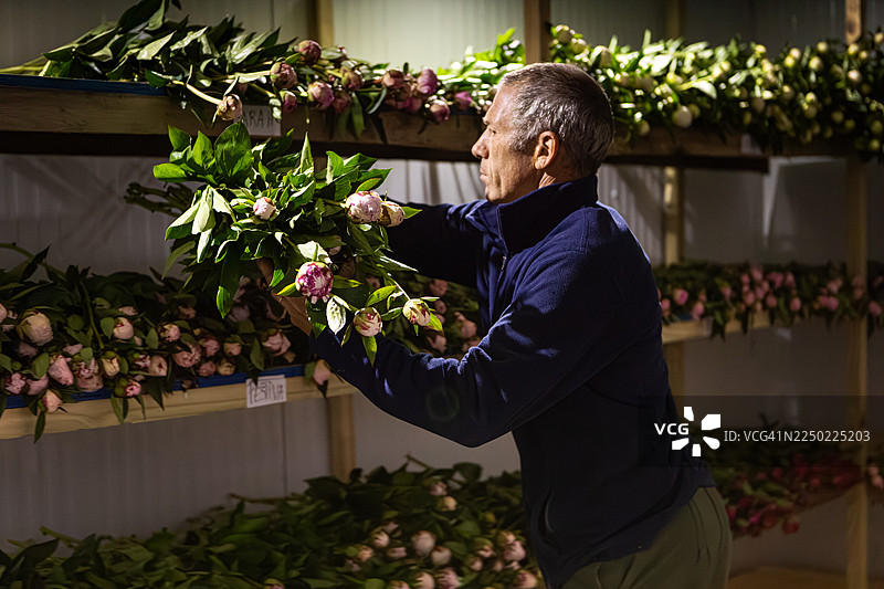 农民在冷库中整理刚采摘的牡丹花图片素材