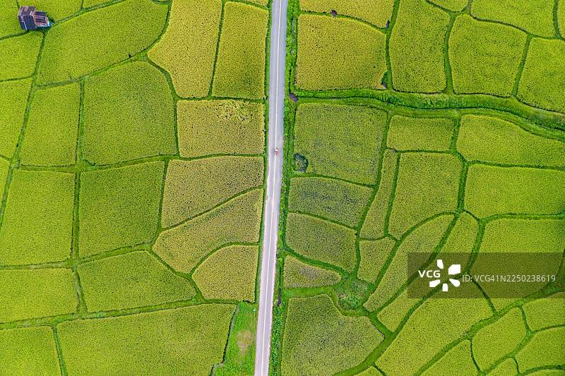 俯视视角下的葱郁绿色稻田分割线图片素材