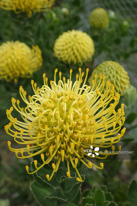 金黄山龙眼图片素材