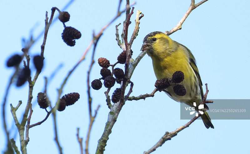 一只雄性欧亚金翅雀（Carduelis spinus）正在吃榿木的种子。图片素材