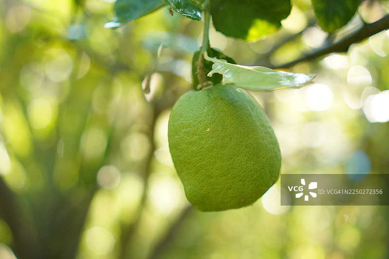 柠檬树图片素材