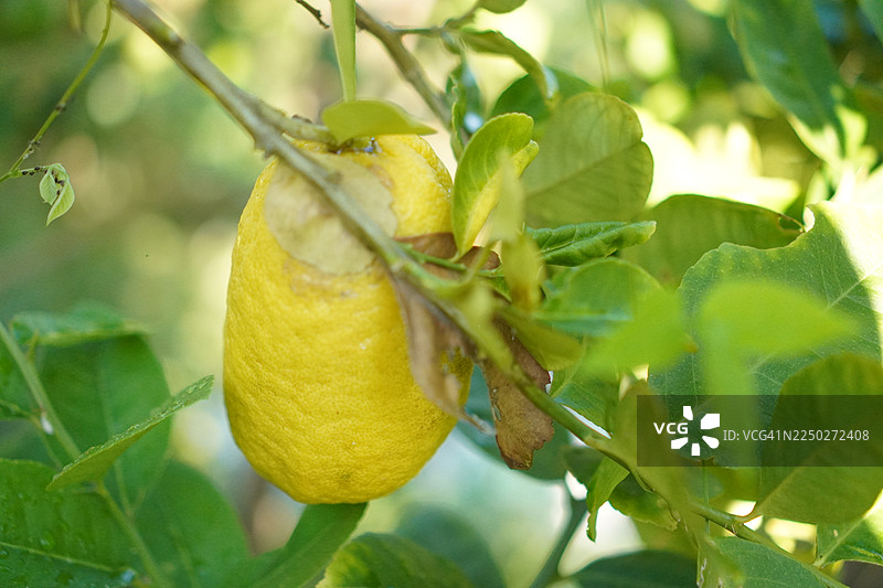 柠檬树图片素材
