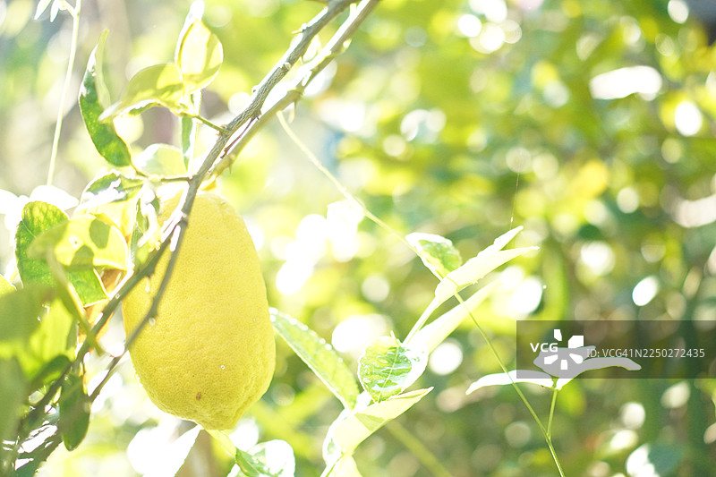 柠檬树图片素材