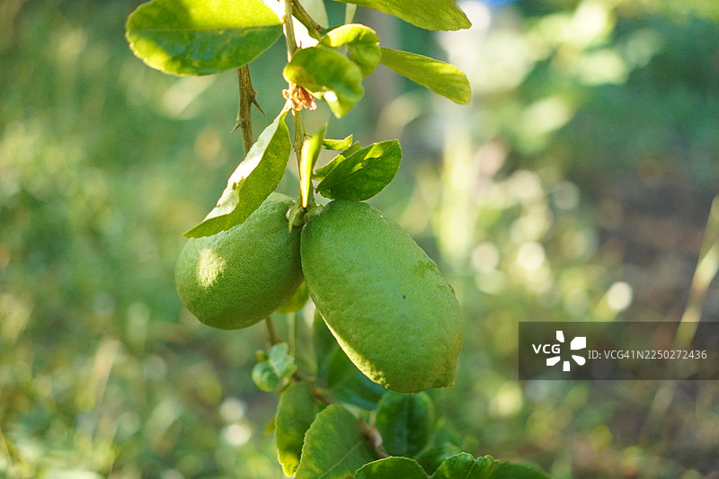 柠檬树图片素材