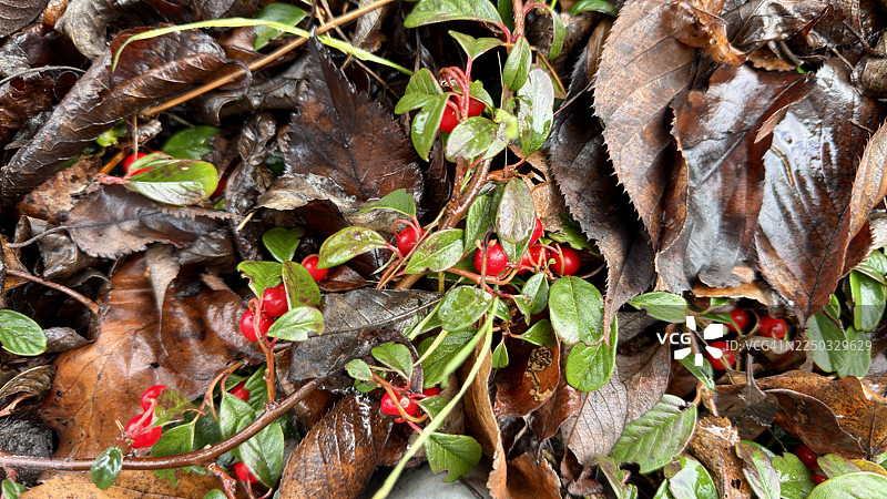 路边生长的带有红色浆果的熊果栒子植物图片素材