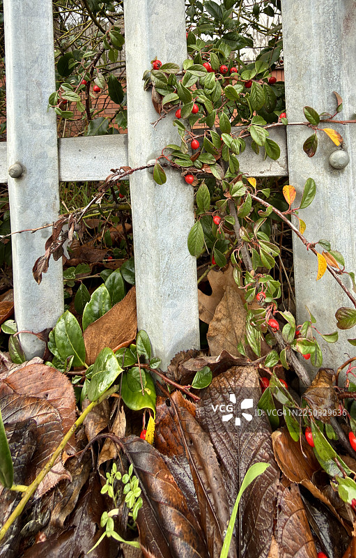路边生长的带有红色浆果的熊果栒子植物图片素材