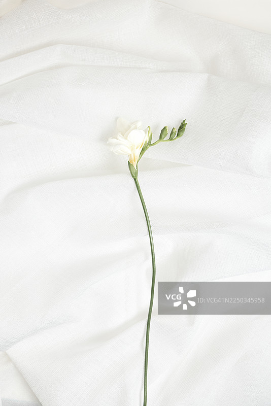 浅色纹理面料上的白色单花图片素材