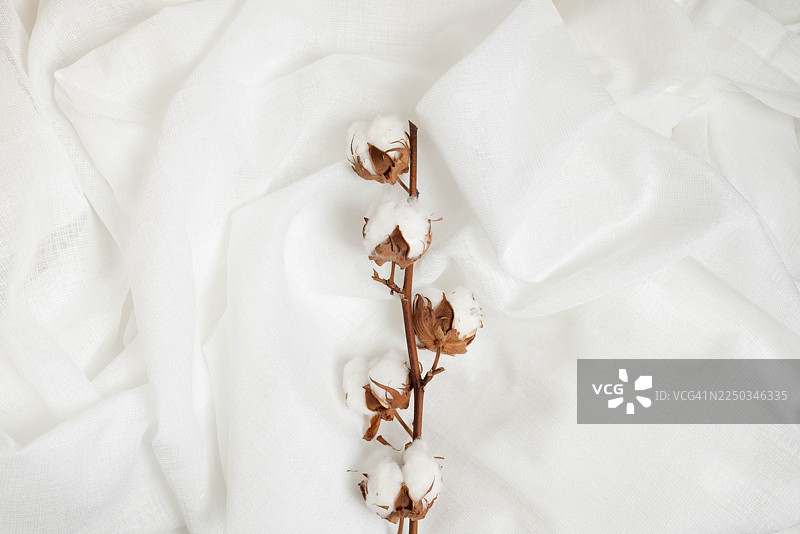白色垂坠织物背景上的棉花茎图片素材
