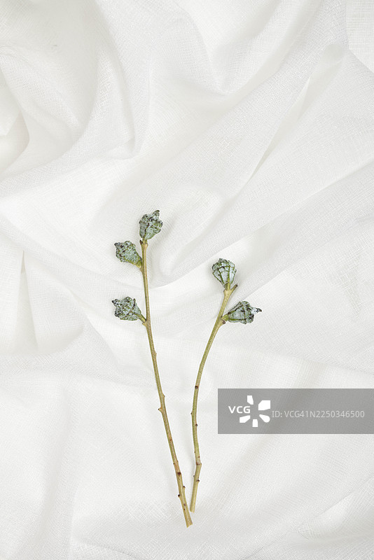 白色织物上的极简植物枝条图片素材