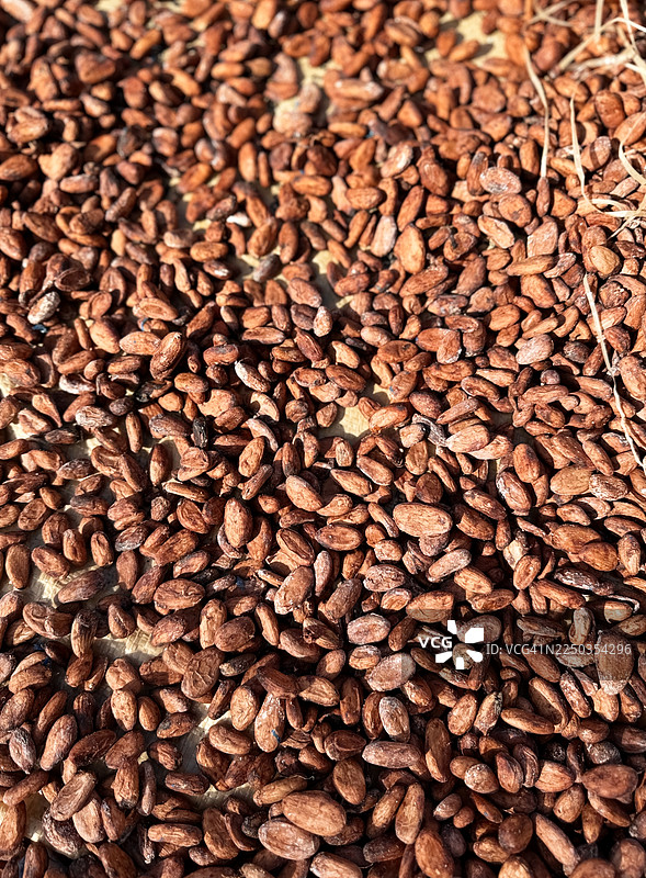 可可豆晾晒图片素材